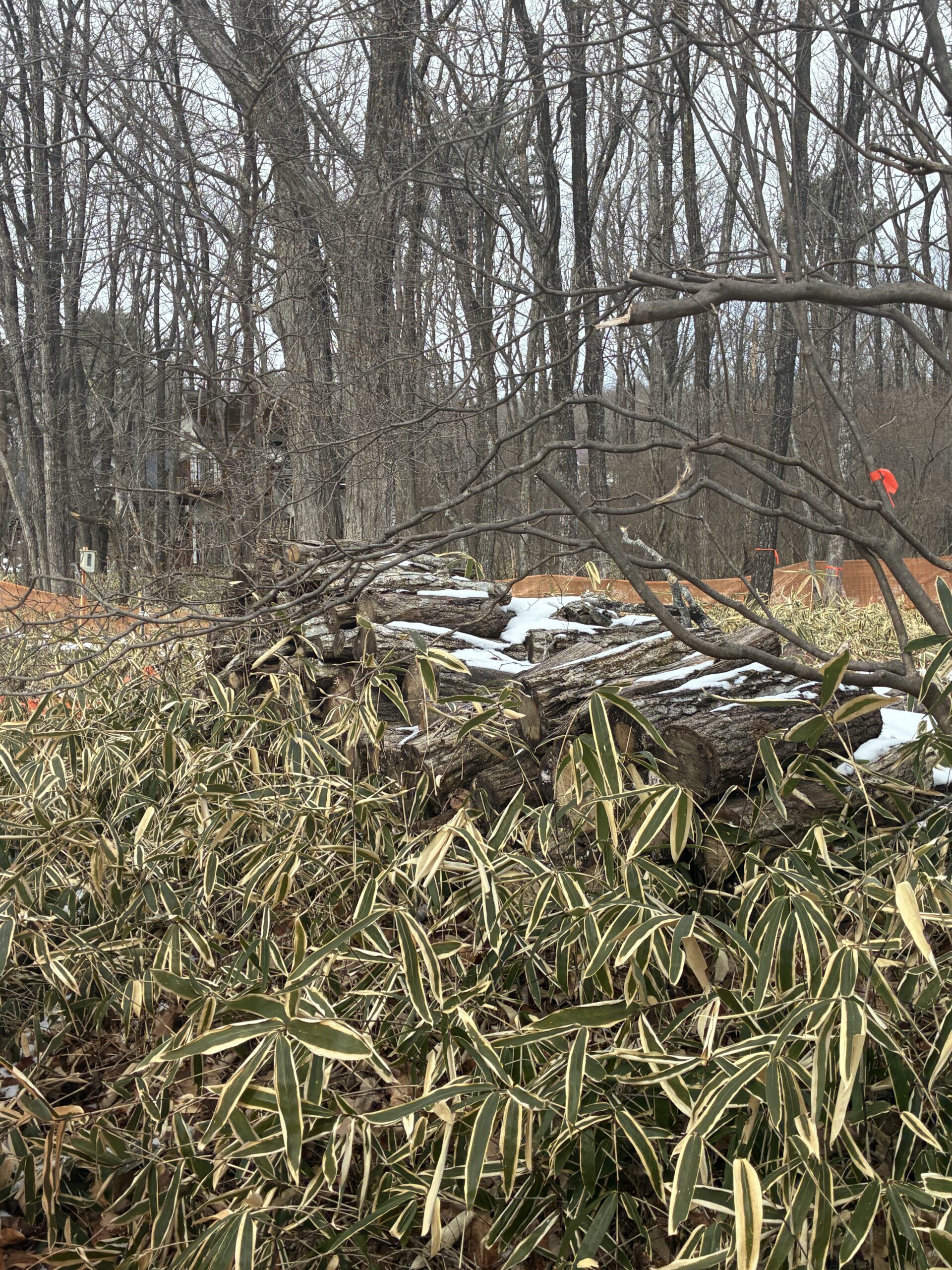 【那須高原】①